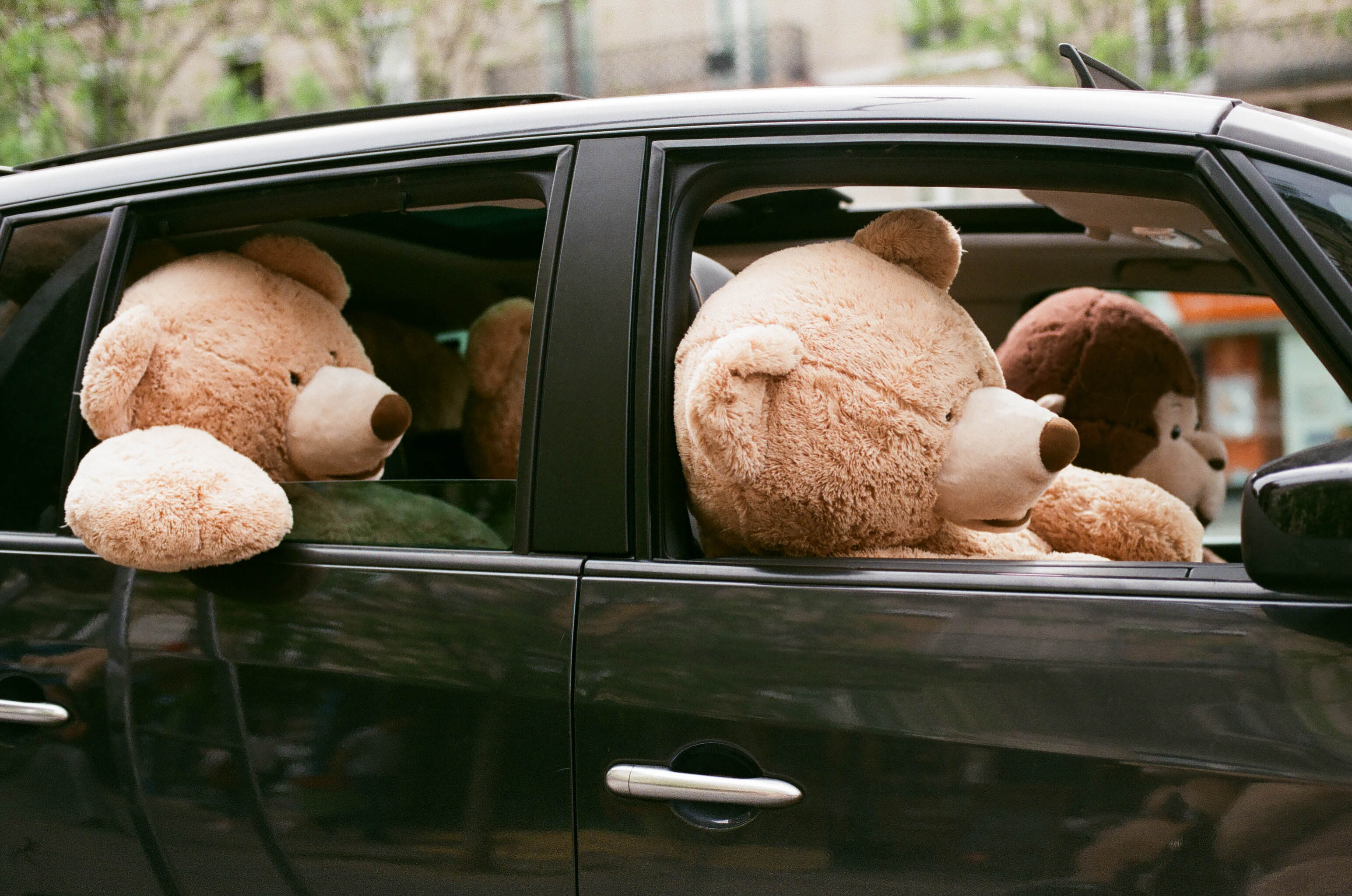 Bears in Car