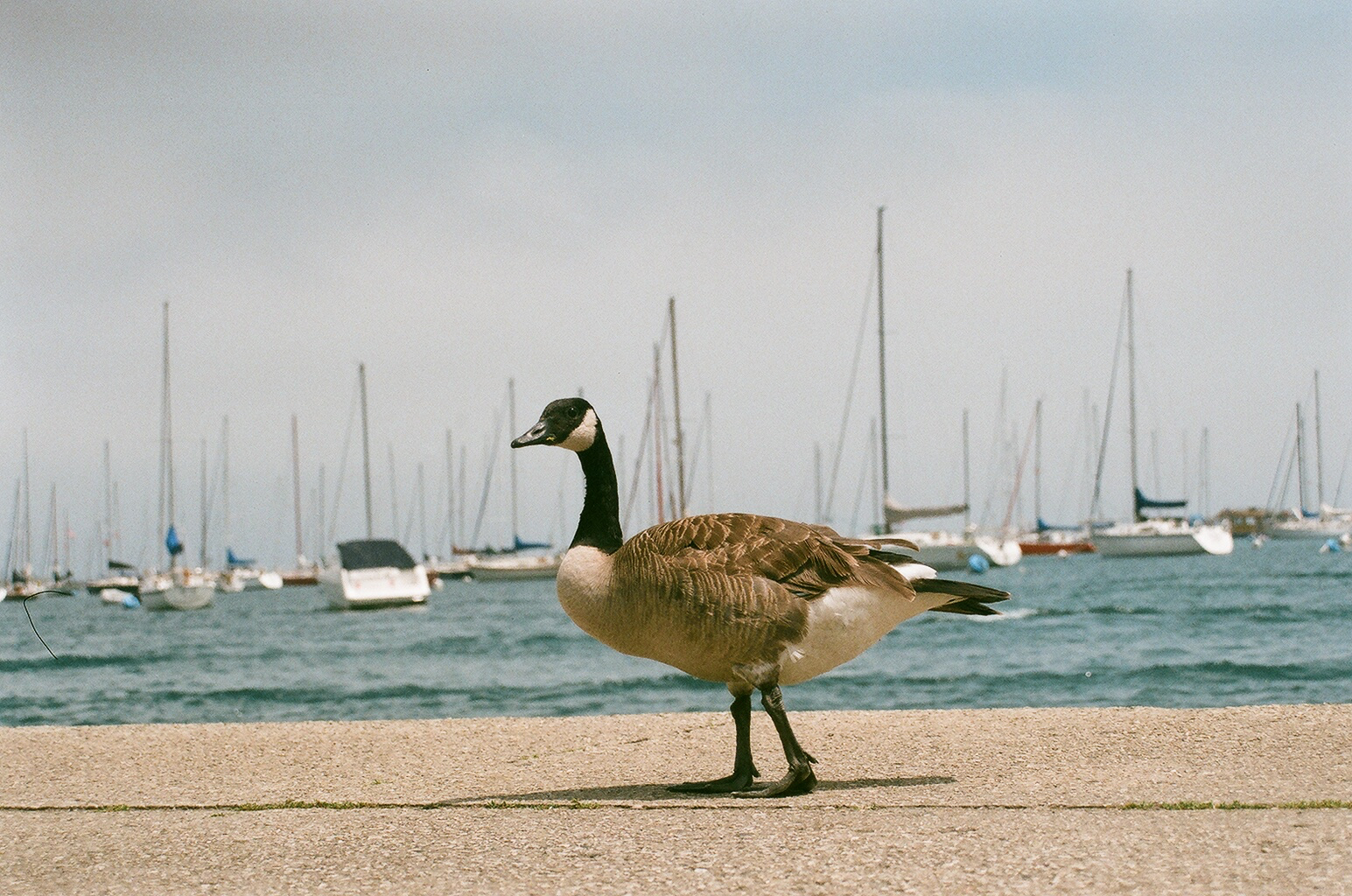 Duck Duck Goose